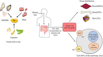 The nutritional roles of zinc for immune system and COVID-19 patients